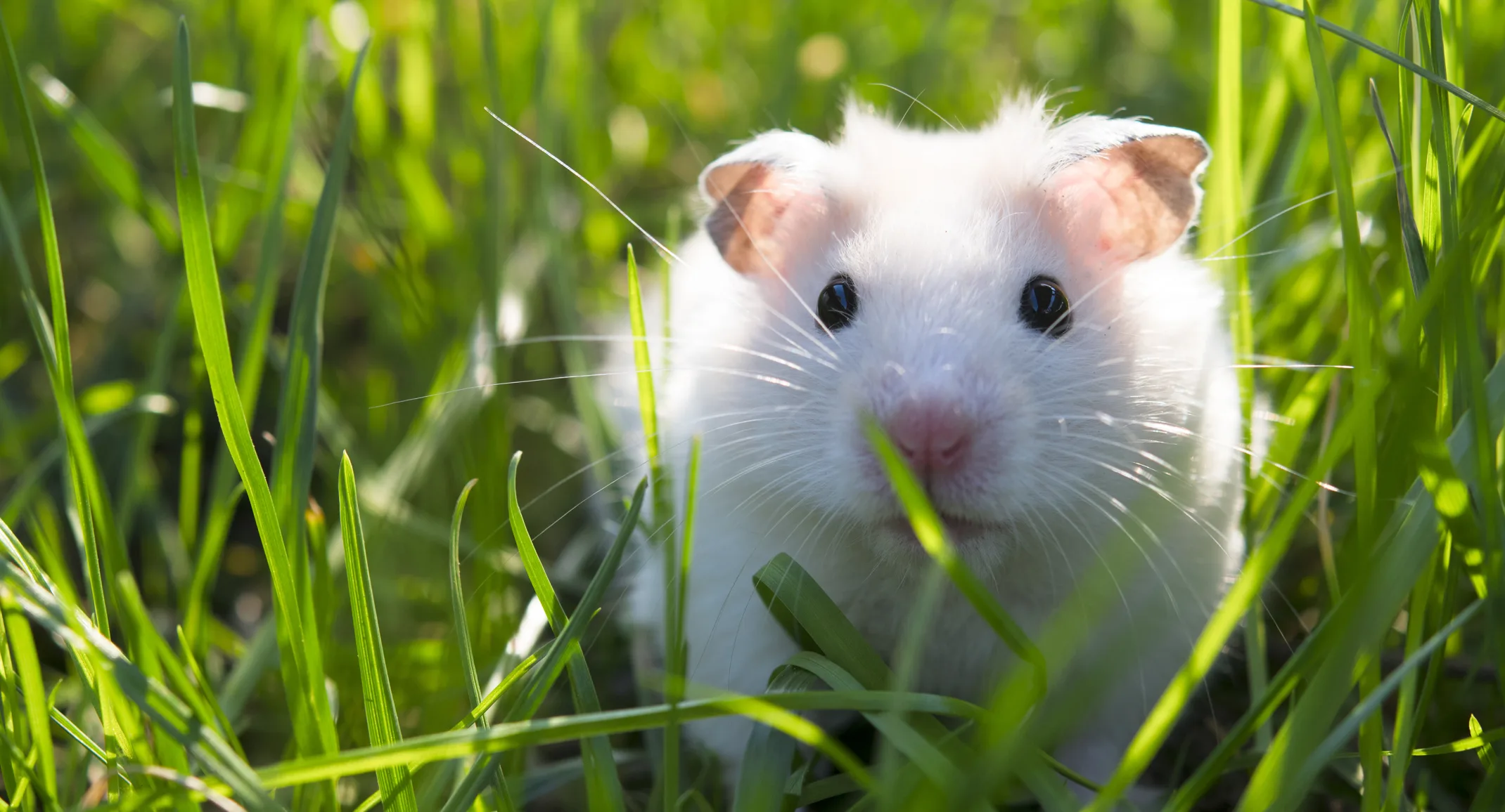 Mouse in a field of grass