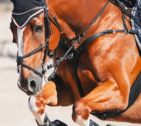 Horse jumping Sports medicine Horse jumping Sports medicine