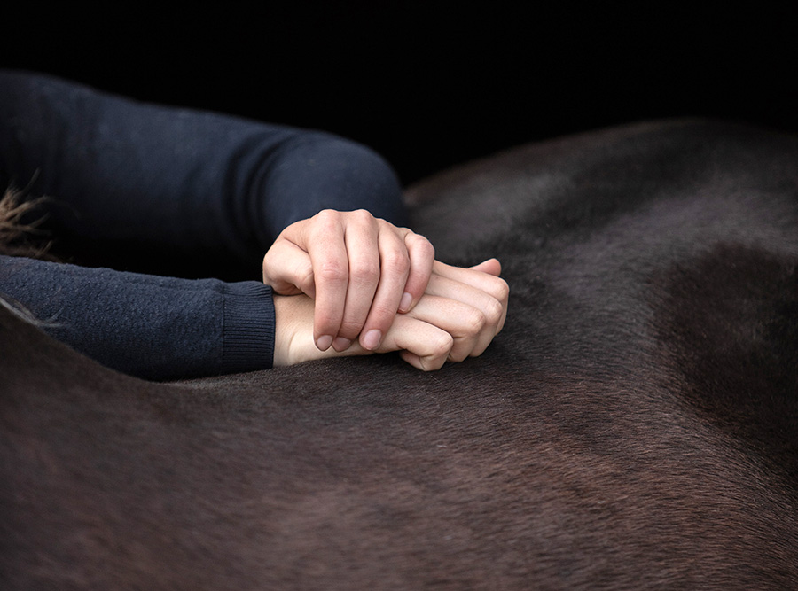 Chiropractic treatment on a horse's back