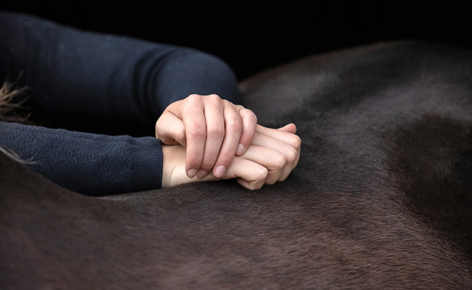 Chiropractic treatment on a horse's back Chiropractic treatment on a horse's back