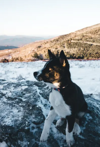 Black and white husky pup sitting down outside on the snow.