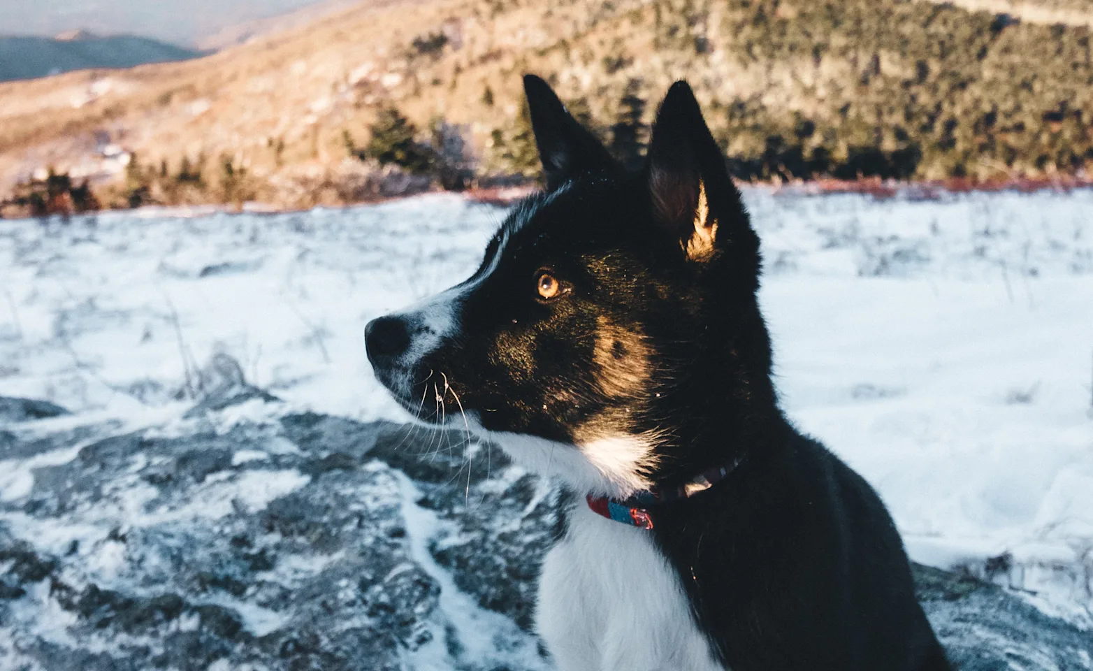 Black and white husky pup sitting down outside on the snow. Black and white husky pup sitting down outside on the snow.