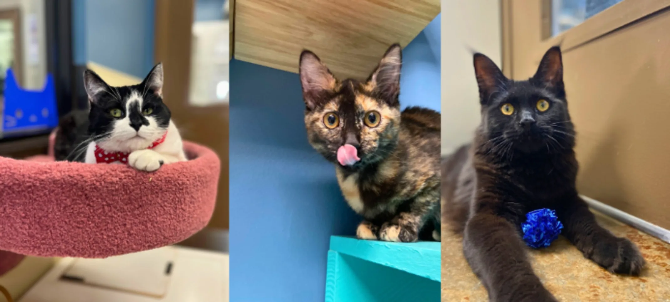 3 Cats at Lafayette Veterinary Care Center 3 Cats at Lafayette Veterinary Care Center