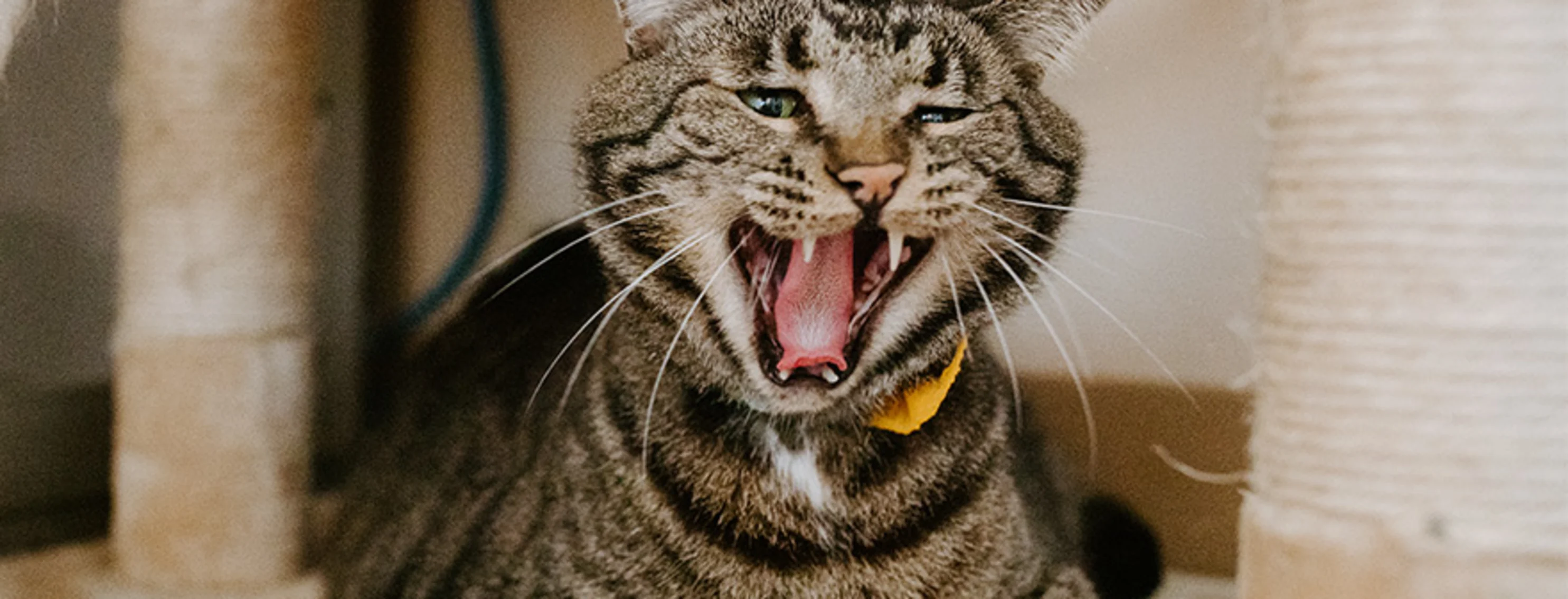 tabby on cat condo yawning tabby on cat condo yawning