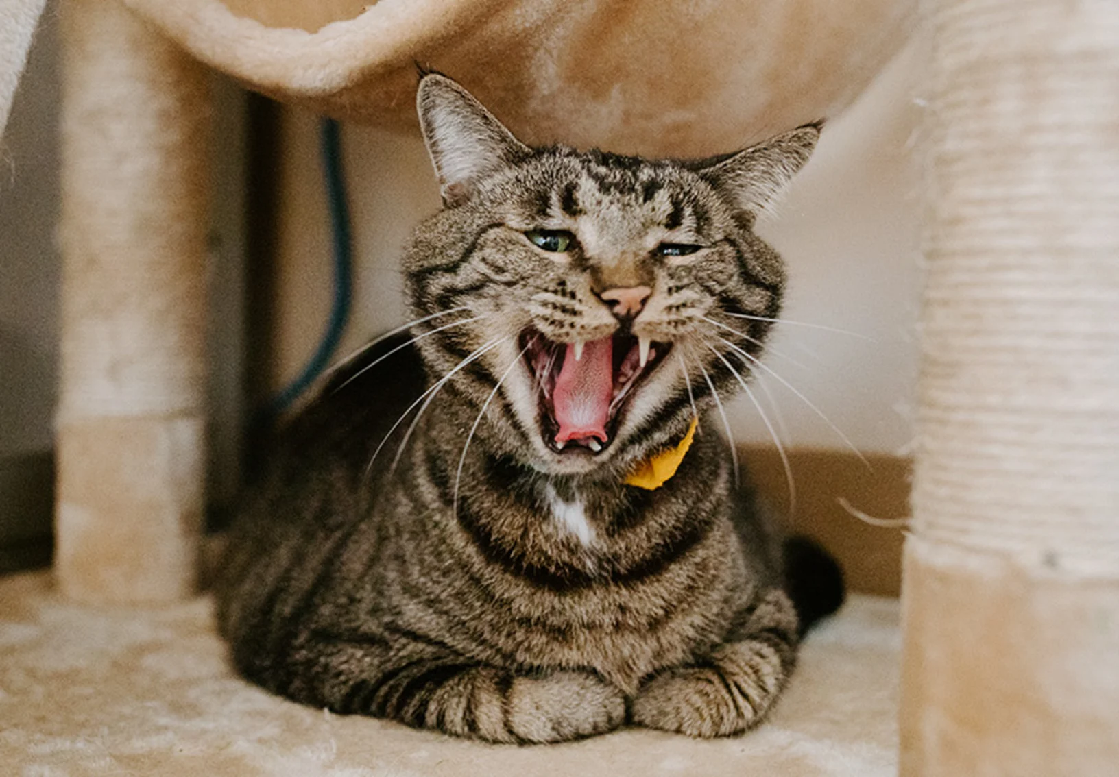 tabby on cat condo yawning