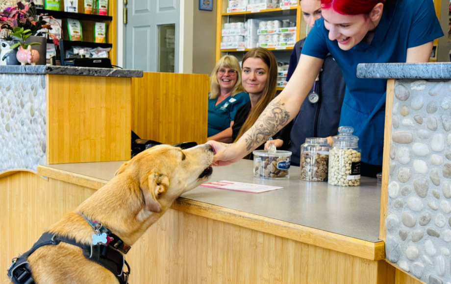 Staff giving dog a treat