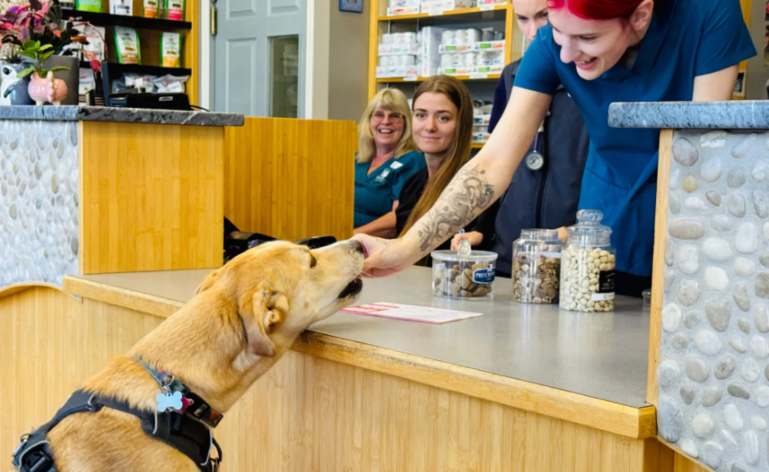 Staff giving dog a treat Staff giving dog a treat
