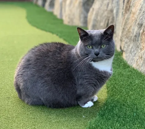 Cat sitting on artificial grass