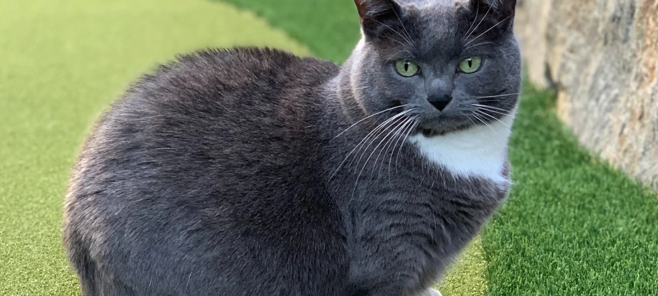 Cat sitting on artificial grass