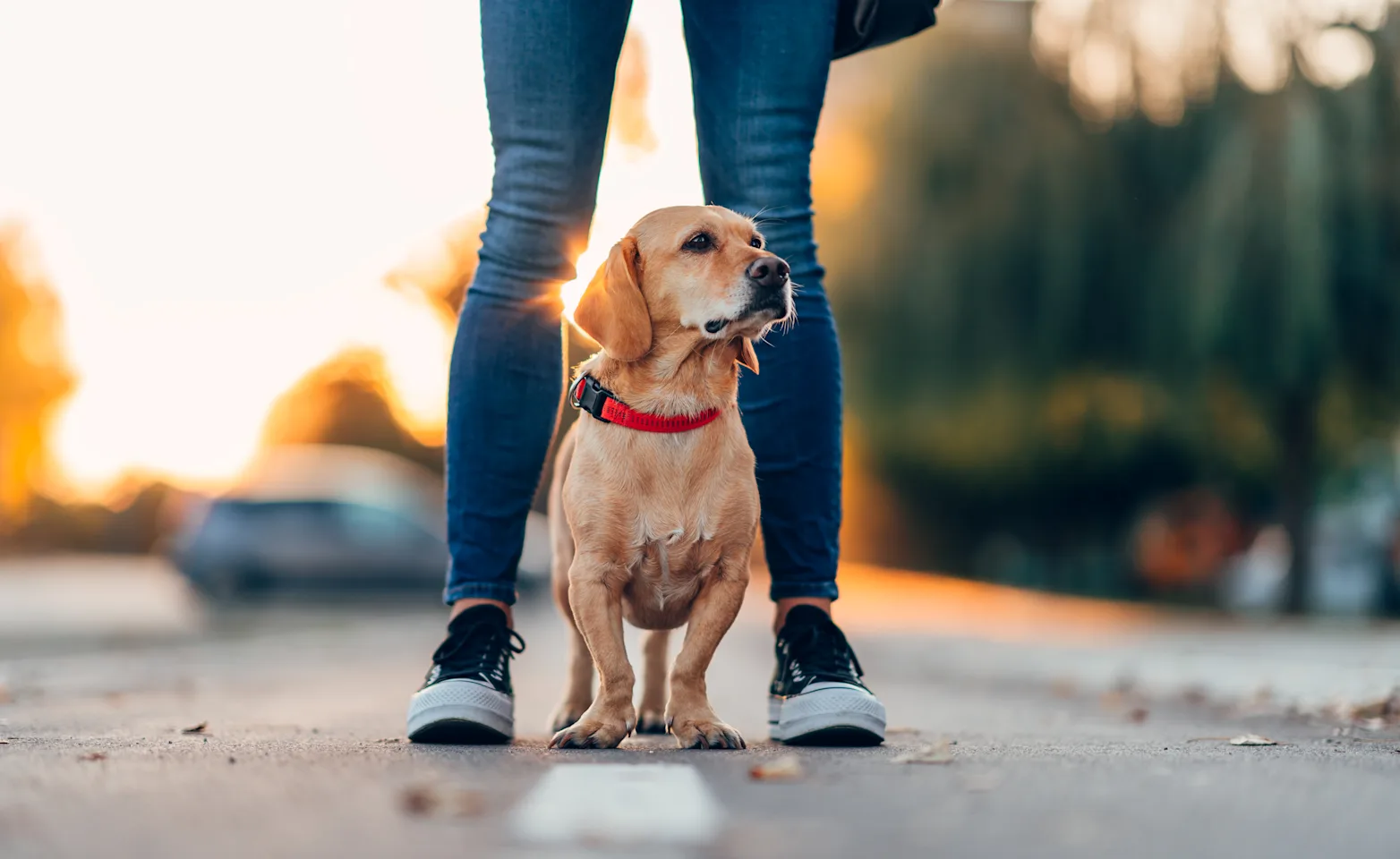 Dog standing with owner on the street Dog standing with owner on the street