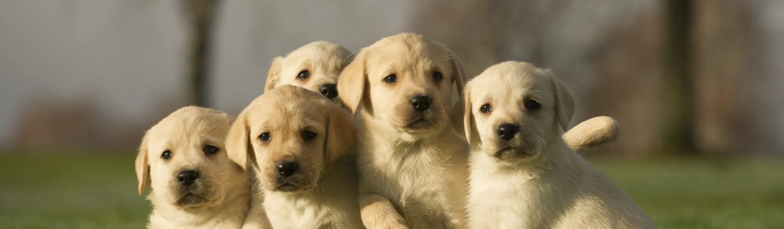 5 Labrador puppies 5 Labrador puppies
