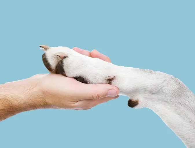 Man holding dog's paw teal background