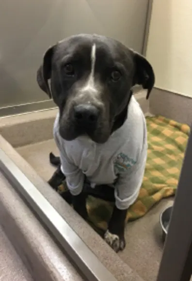 Abby Pet Hospital - Microchipping - Dog Abby Pet Hospital - Microchipping - Dog