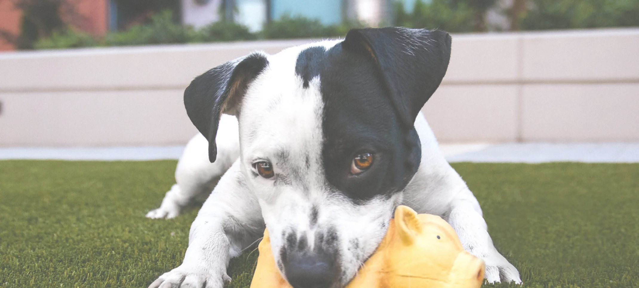 dog playing with toy in grass dog playing with toy in grass