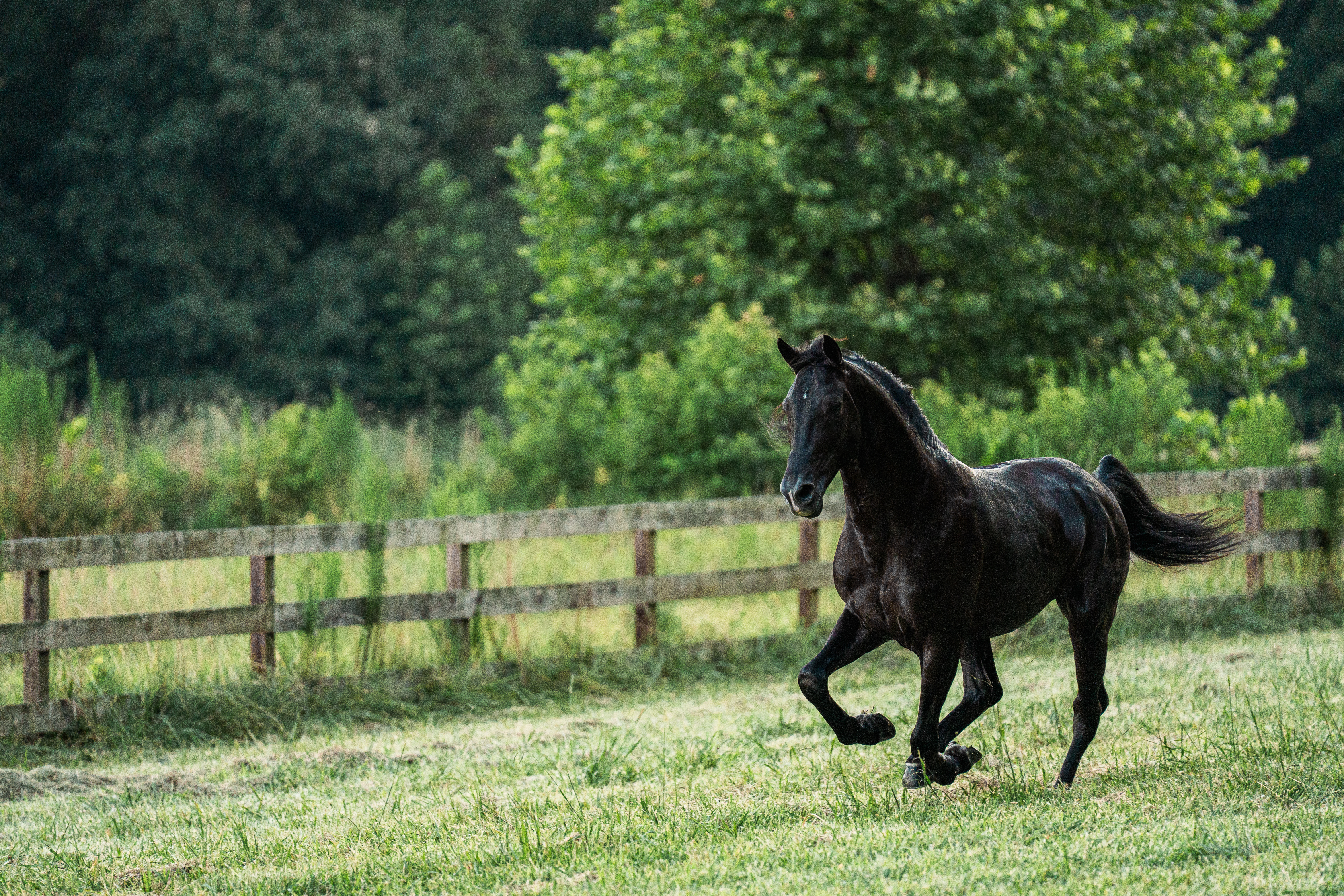 Black horse on a field of grass