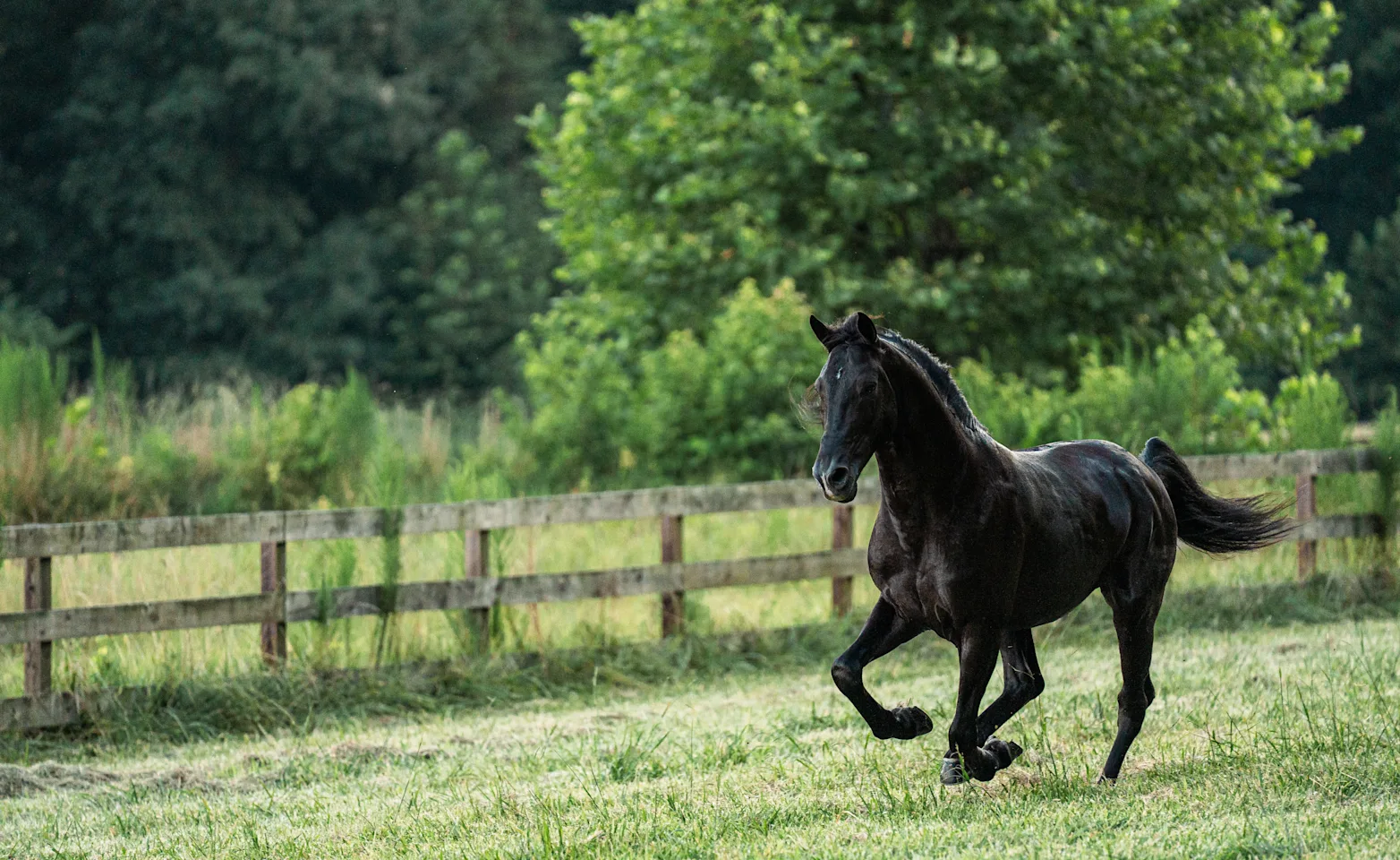 Black horse on a field of grass Black horse on a field of grass