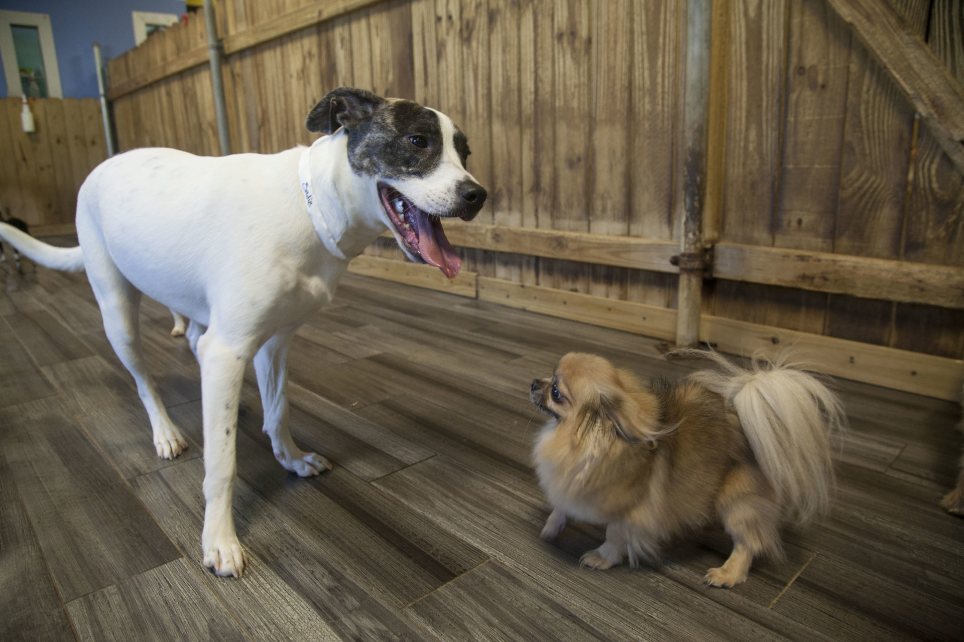 Two dogs standing inside Doguroo