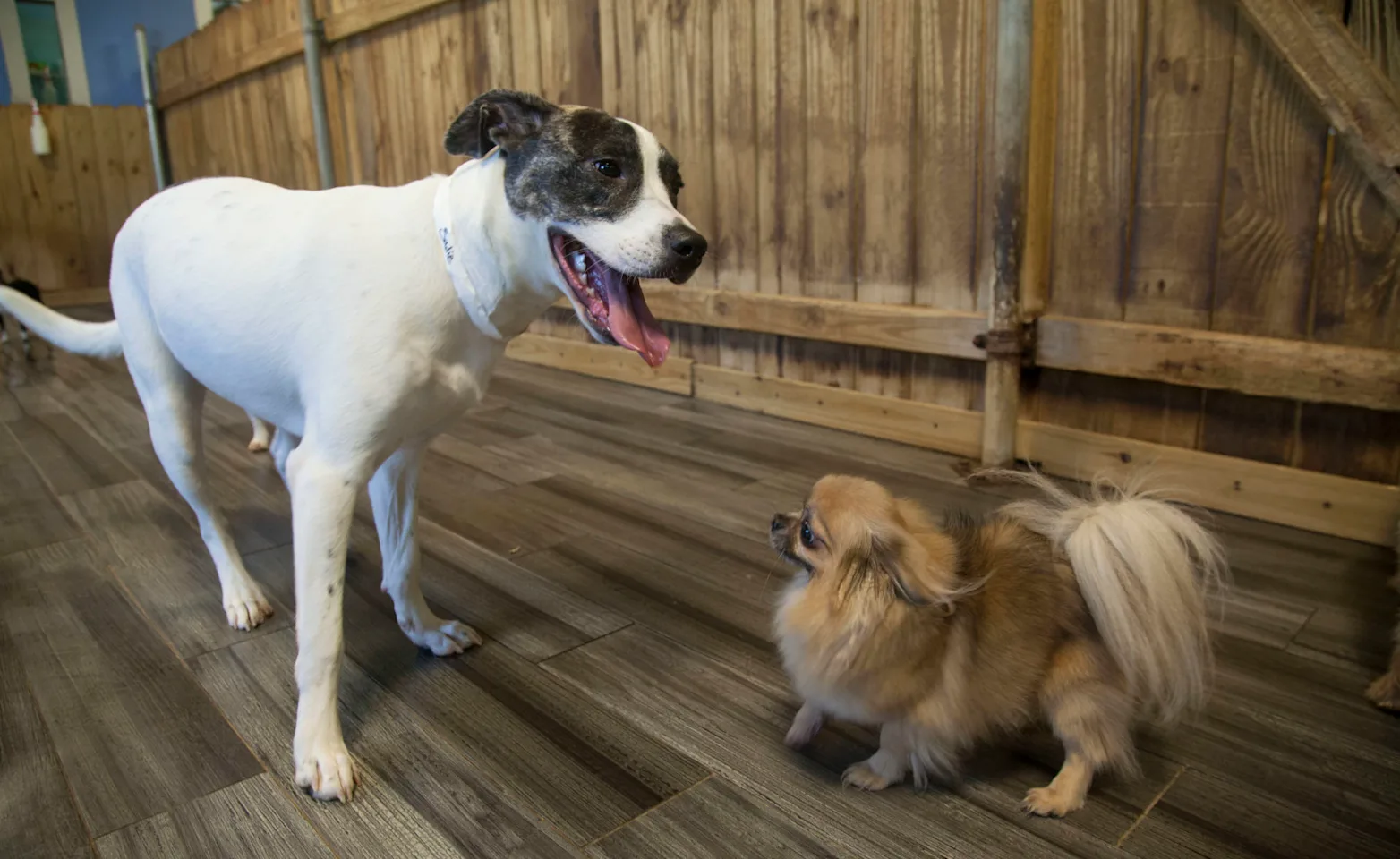 Two dogs standing inside Doguroo Two dogs standing inside Doguroo