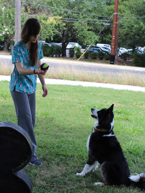 Staff training dog