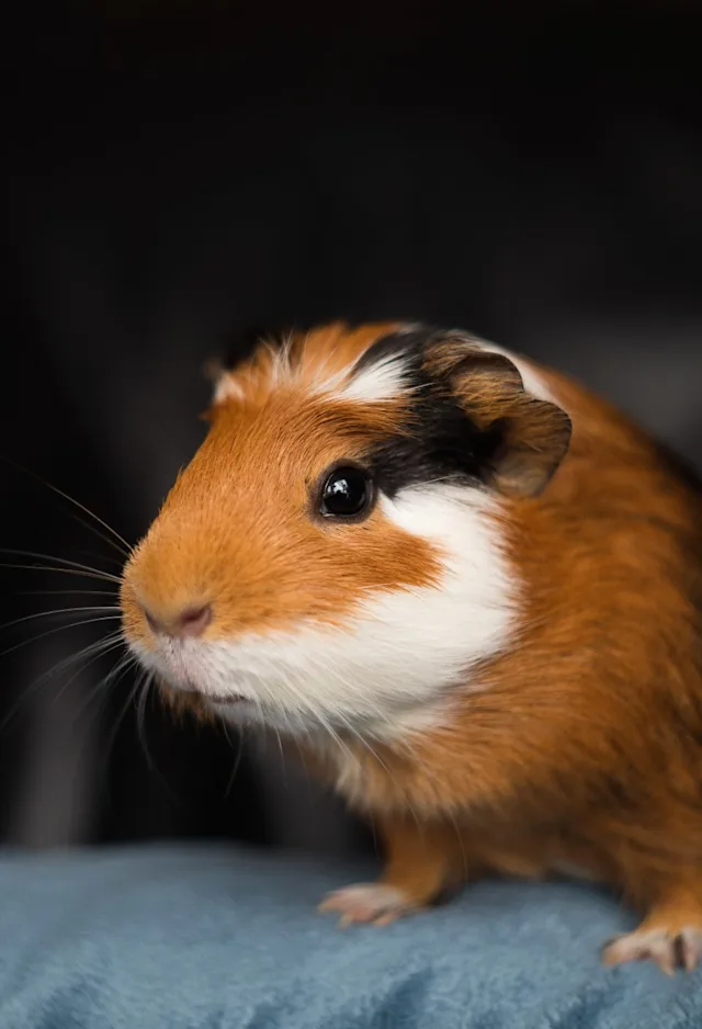 GuineaPig standing on cloth GuineaPig standing on cloth