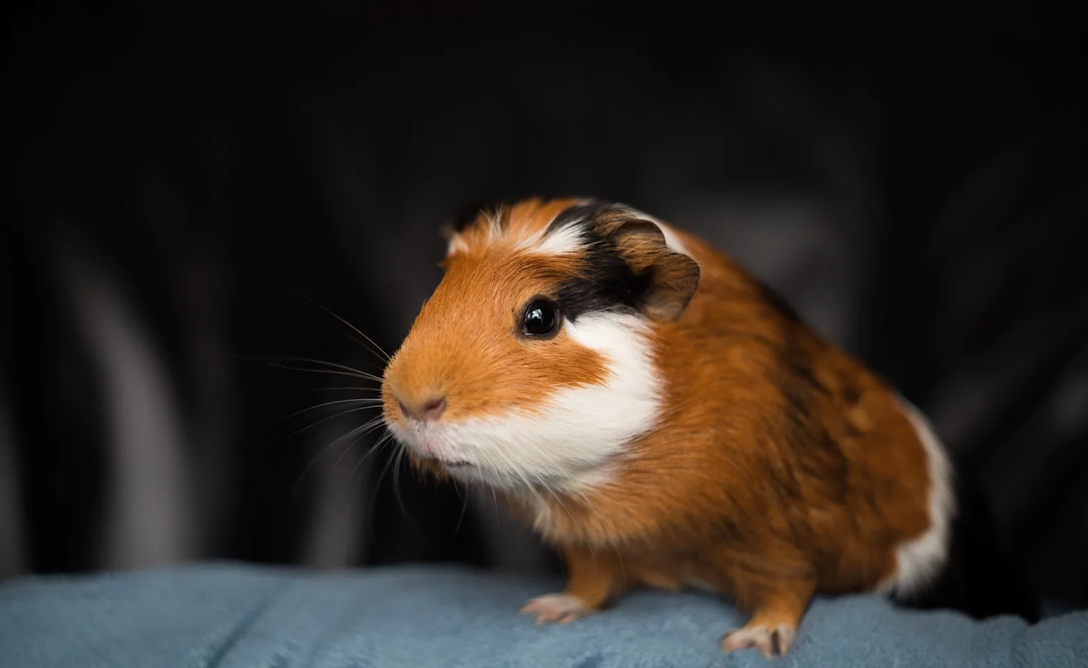 GuineaPig standing on cloth GuineaPig standing on cloth