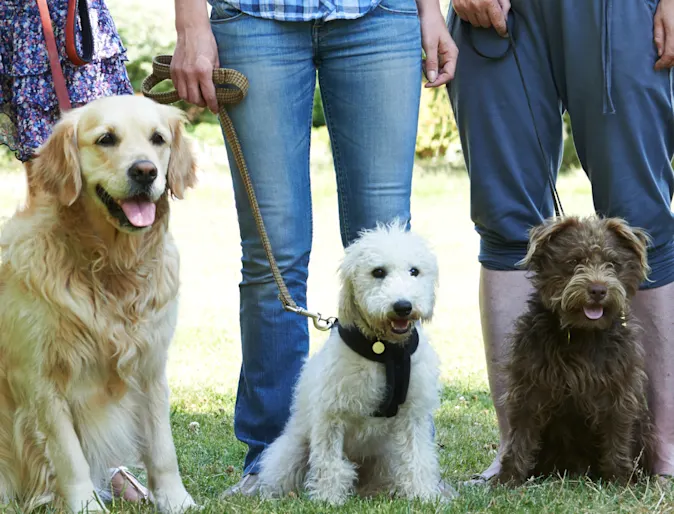 Three dogs sitting and ready to be trained.