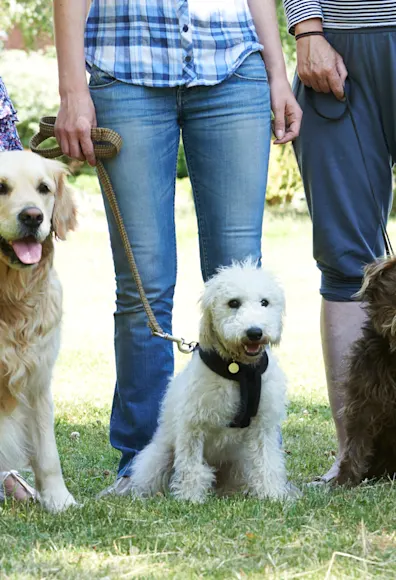 Three dogs sitting and ready to be trained. Three dogs sitting and ready to be trained.