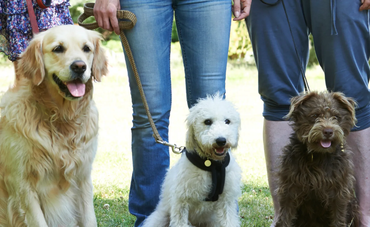 Three dogs sitting and ready to be trained. Three dogs sitting and ready to be trained.