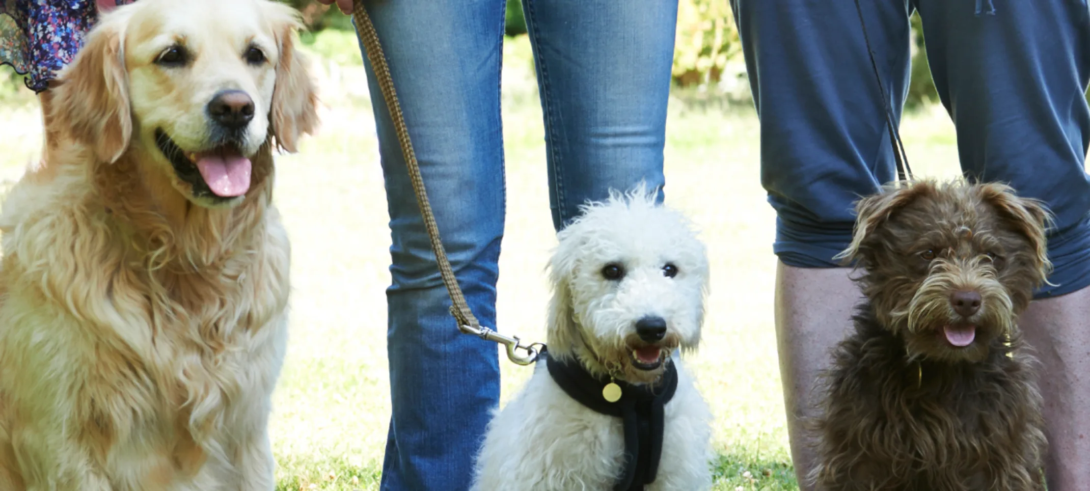 Three dogs sitting and ready to be trained. Three dogs sitting and ready to be trained.