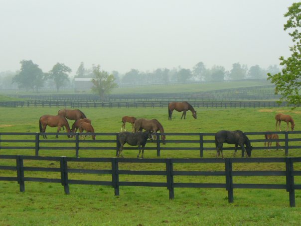 horses grazing in pen