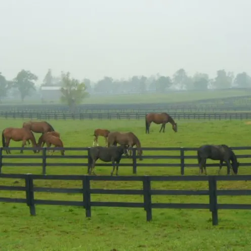 horses grazing in pen