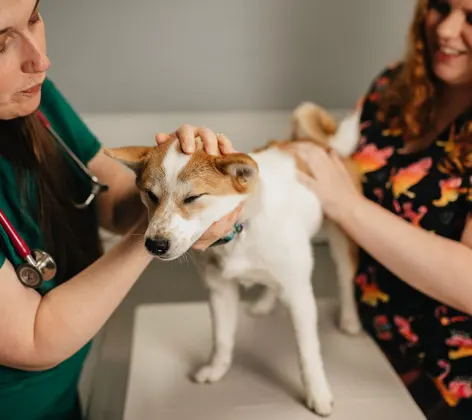 Two staff members caring for an orange and white Shiba Inu dog Two staff members caring for an orange and white Shiba Inu dog