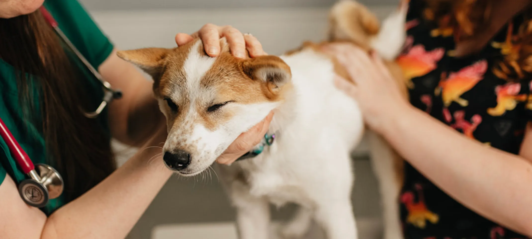 Two staff members caring for an orange and white Shiba Inu dog Two staff members caring for an orange and white Shiba Inu dog