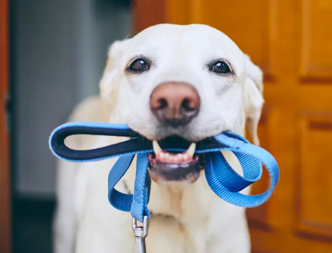 Dog Blue Leash Dog Blue Leash