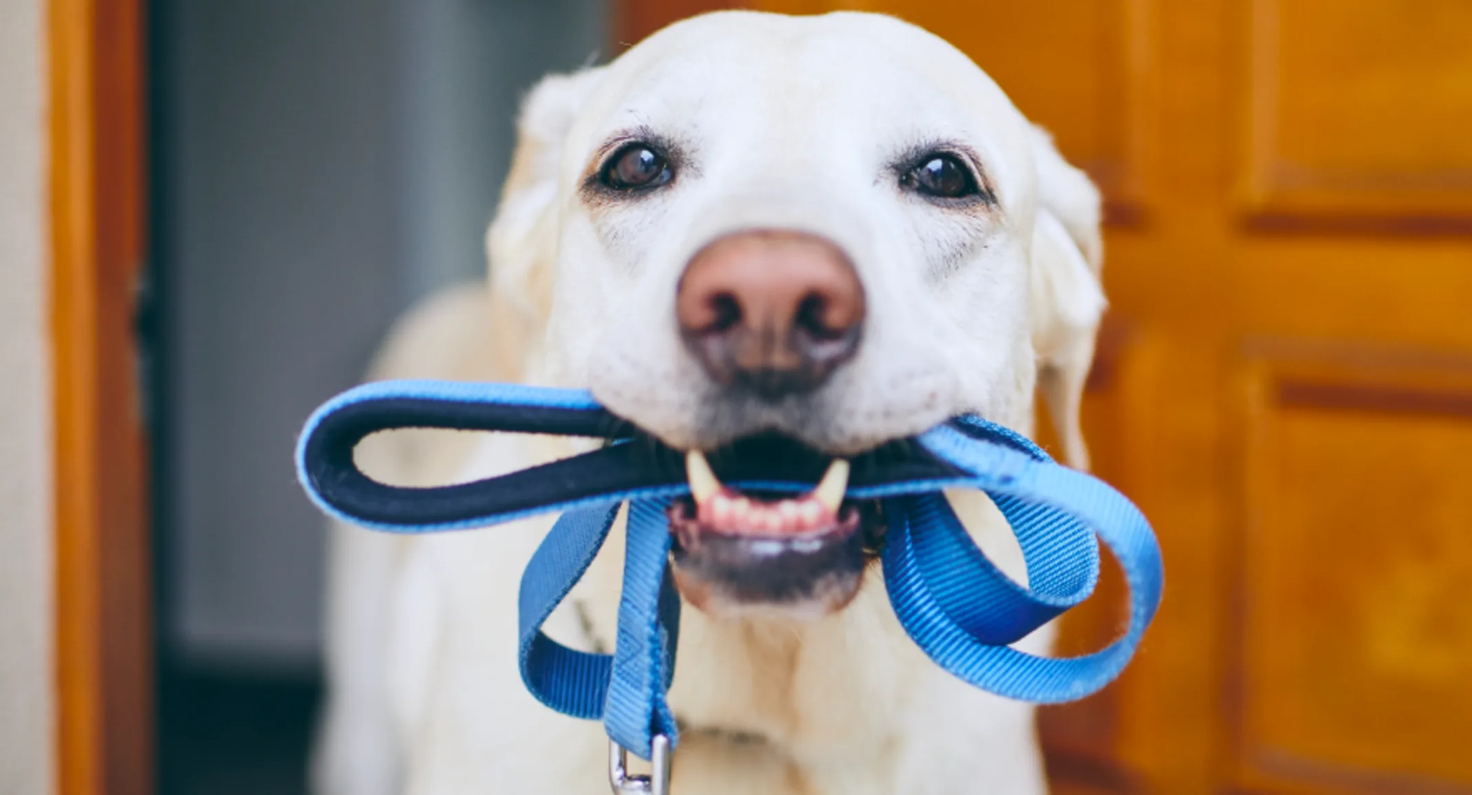 Dog Blue Leash