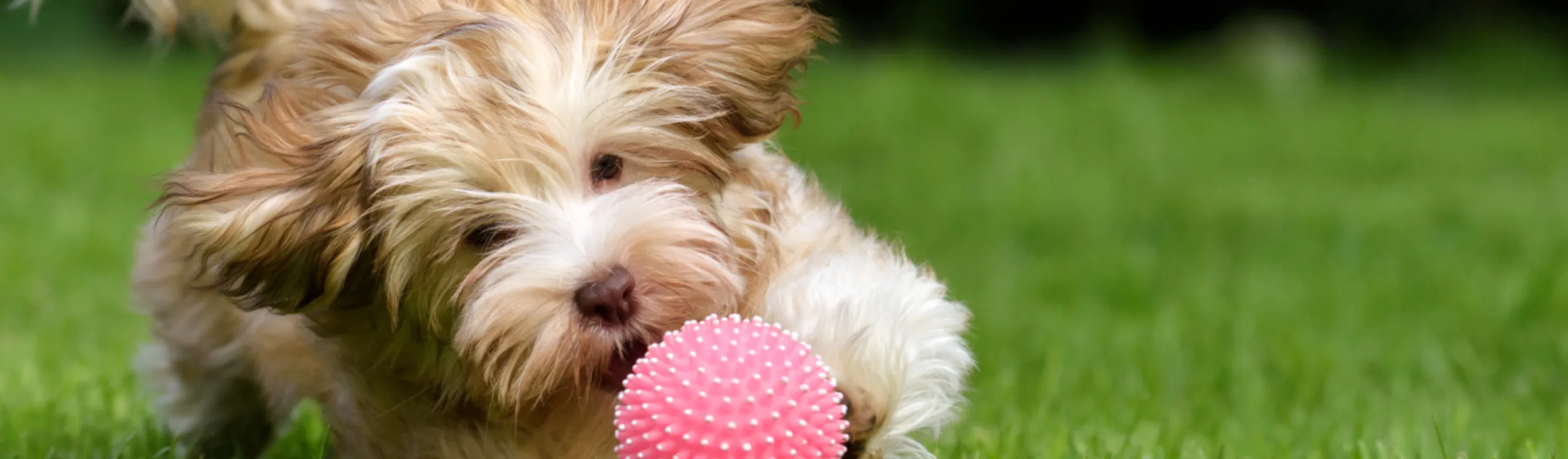 Small dog chasing a pink ball through grass