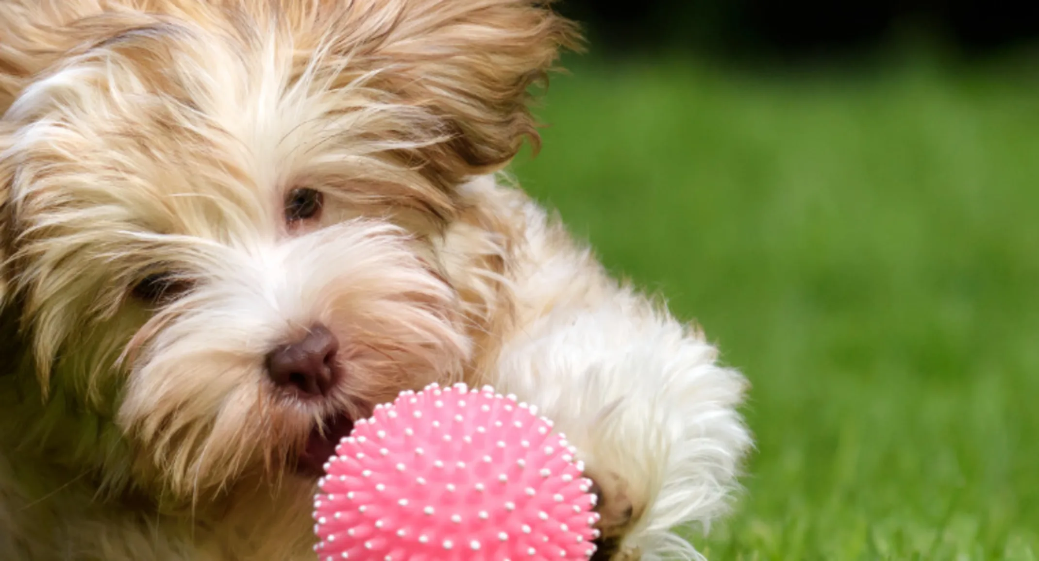 Small dog chasing a pink ball through grass