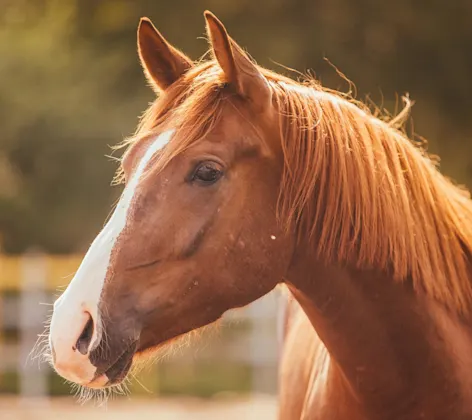 Golden Sunset Brown Horse