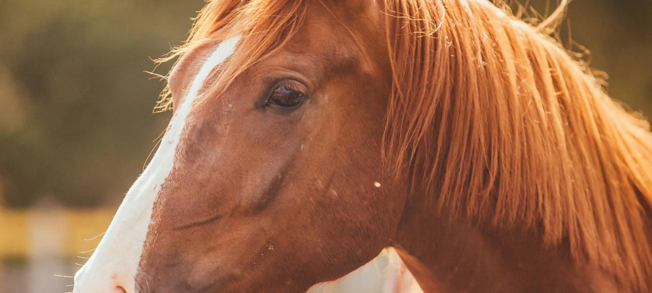 Golden Sunset Brown Horse Golden Sunset Brown Horse