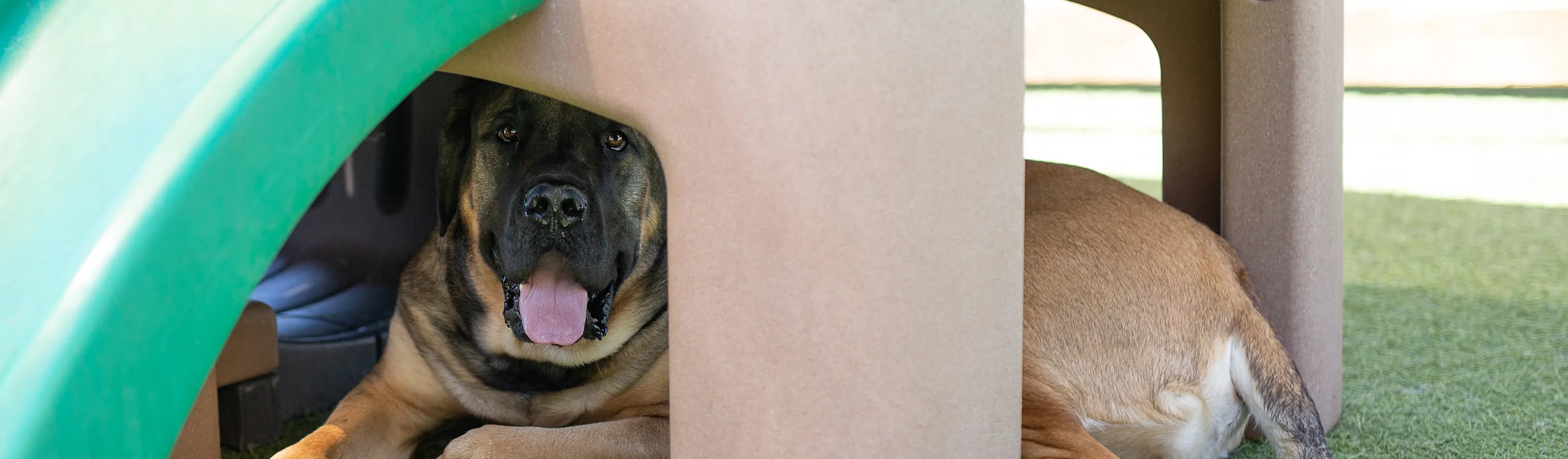 Dog underneath play structure at Bowhaus Boulder dog daycare, grooming, and boarding. Dog underneath play structure at Bowhaus Boulder dog daycare, grooming, and boarding.