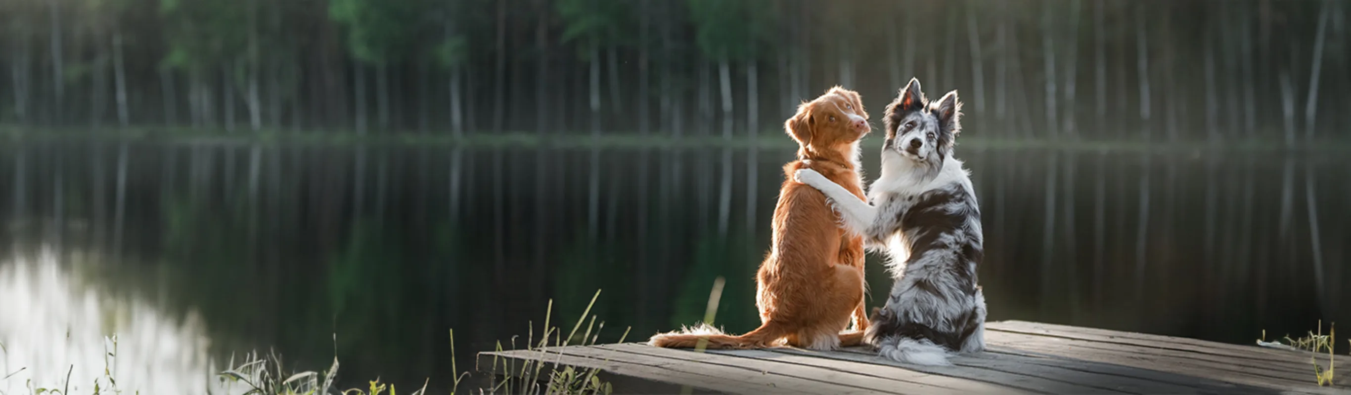 Dog friends sitting by lake Dog friends sitting by lake