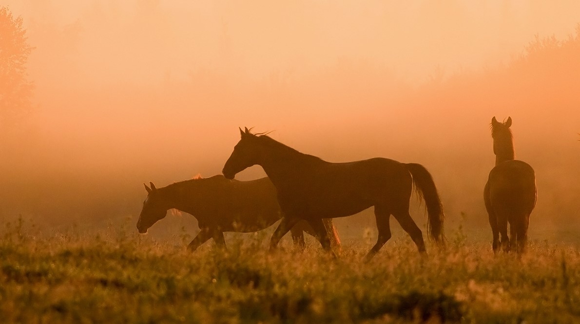 Horses standing on a field 