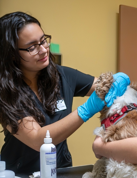 Staff examining a dog's ears