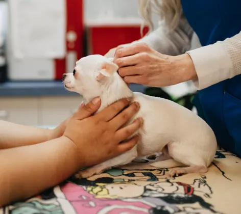 Two staff members caring for a small white Chihuahua dog