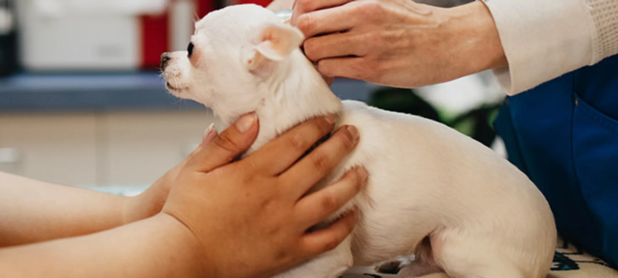 Two staff members caring for a small white Chihuahua dog