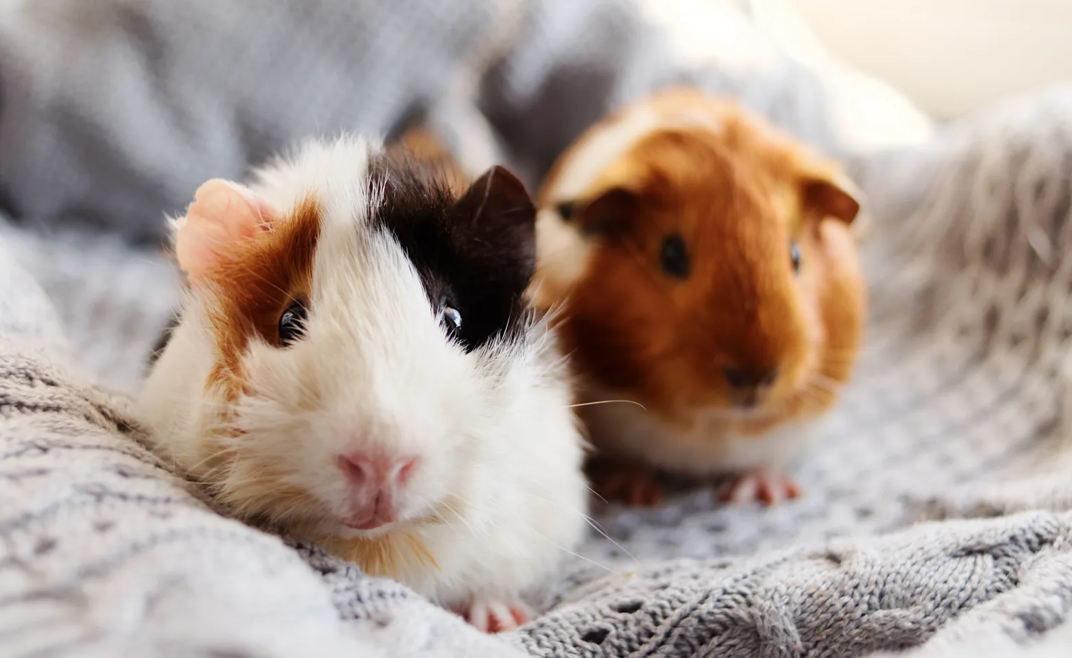 Two guinea pigs Two guinea pigs