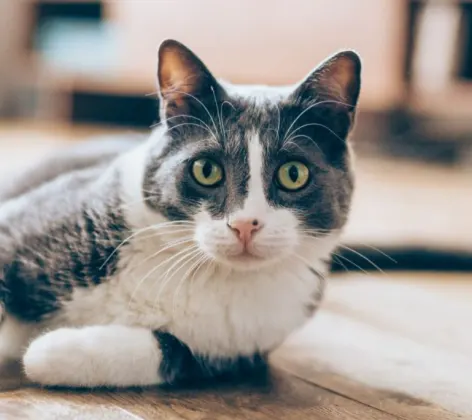 A Gray/White Cat Lying Down on Hardwood Flooring Indoors