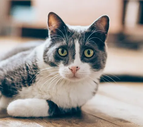 A Gray/White Cat Lying Down on Hardwood Flooring Indoors A Gray/White Cat Lying Down on Hardwood Flooring Indoors