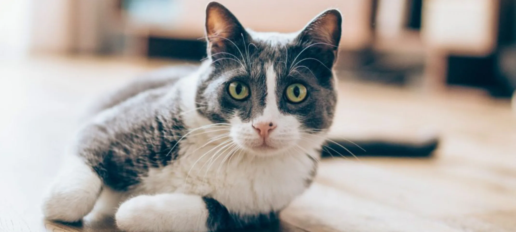 A Gray/White Cat Lying Down on Hardwood Flooring Indoors