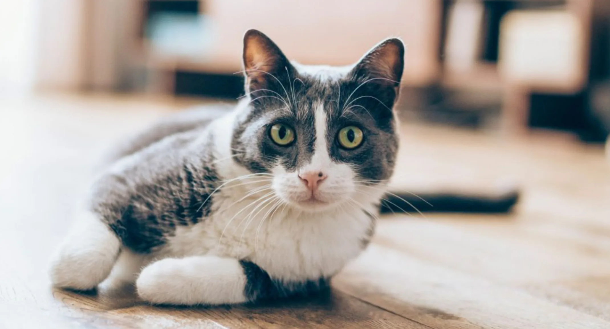 A Gray/White Cat Lying Down on Hardwood Flooring Indoors